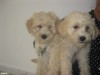 CHIOTS BICHONS HAVANAIS AGE 2 MOIS