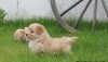 CHIOTS BICHONS HAVANAIS AGE 2 MOIS