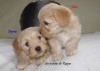 CHIOTS BICHONS HAVANAIS AGE 2 MOIS