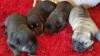 chiots Cane Corso a vendre !!!