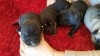 chiots Cane Corso a vendre !!!