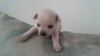 Chiots chihuahua pure race europeens