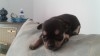 Chiots chihuahua pure race europeens