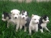 chiots husky