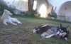 chiots Husky. M et F. poils courts et poils longs