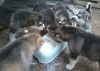 chiots Husky. M et F. poils courts et poils longs