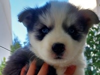 chiots husky siberien