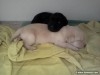 Chiots Labrador