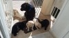 chiots labrador de race