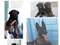 chiots malinois charbonné