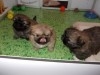 chiots stars