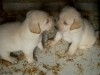choits labrador