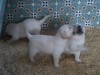 choits labrador