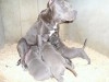 Couples de Chiots pitbull blue nose