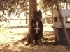 Couples de Chiots pitbull blue nose