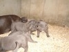 Couples de Chiots pitbull blue nose