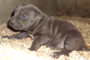 Couples de Chiots pitbull blue nose