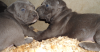 Couples de Chiots pitbull blue nose
