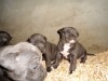 Couples de Chiots pitbull blue nose