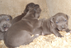 Couples de Chiots pitbull blue nose
