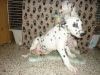 DALMATIEN CHIOT 