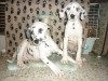 DALMATIEN CHIOT 