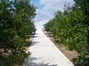 DAR LES VERGERS L050 HAMMAMET NORD 