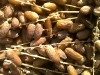 dattes bio