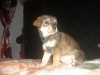 DEMI CHIHUAHUA FEMELLE 
