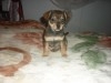 DEMI CHIHUAHUA FEMELLE 