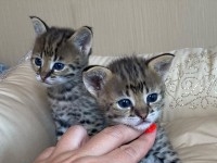 des chatons caracal  , Serval et savannah F1 dispo