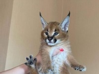 des chatons caracal  , Serval et savannah F1 dispo