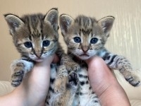 des chatons caracal  , Serval et savannah F1 dispo