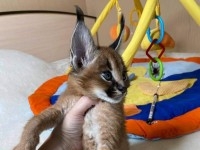 des chatons caracal  , Serval et savannah F1 dispo