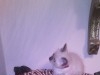 des chatons siamois 