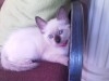 des chatons siamois 