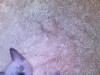 des chatons siamois 