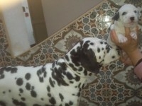 des chiots dalmatiens