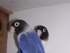 des inseparable