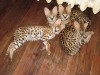 Des savannah f1 et Serval Disponible 