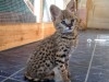 Des savannah f1 et Serval Disponible 