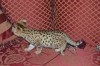 Des savannah f1 et Serval Disponible 
