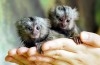 Deux ouistitis pour adoption ($550)