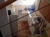 duplex s+2 meublé 