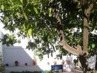 Duplex Tweety AL1828 Hammamet 