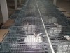 elevage lapin