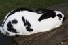 elevage lapin