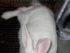 elevage lapin