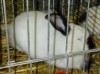 elevage lapin