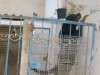 femelle rottweiler age 3 mois 